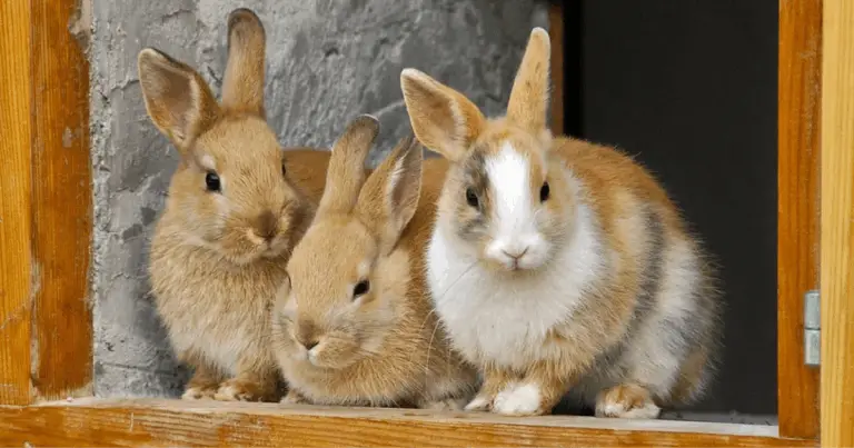 12 Razze di Conigli Ideali come Animali da Compagnia