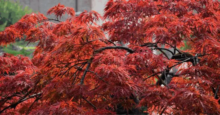 Guida Completa ai Cinque Tipi di Acero: Bellezza, Colori e Caratteristiche Uniche