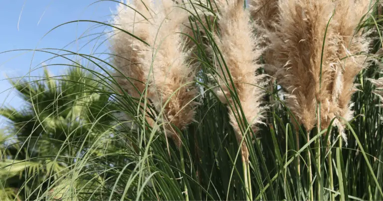 Guida Completa alla Potatura delle Erbe Ornamentali: Quando, Come e Perché Farla
