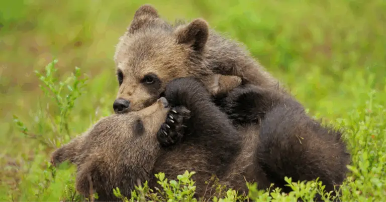 Orsi estinti: una finestra sulla storia evolutiva e la conservazione del futuro