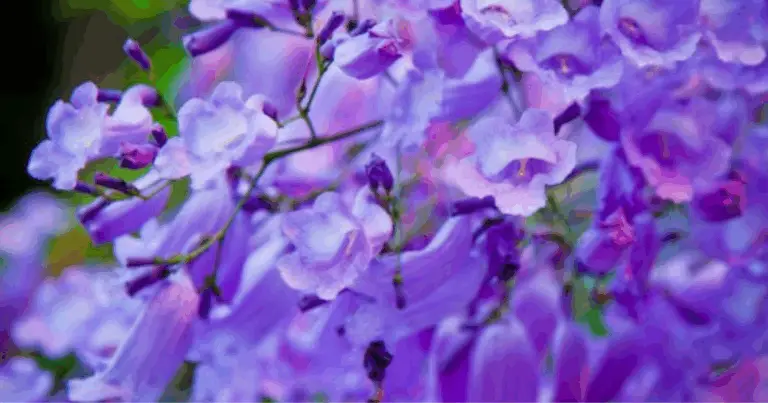 Alberi Fioriti che Trasformano il Tuo Giardino in un’Oasi di Colori