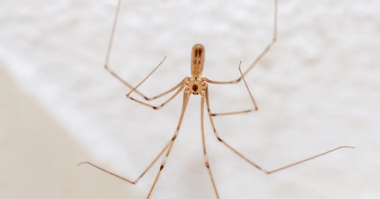 Il Ragno dalle Zampe Lunghe: un Alleato Naturale per la Casa