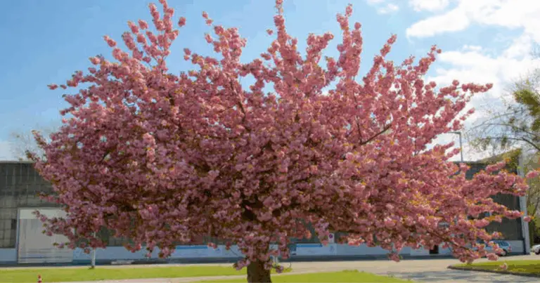 10 Alberi Floreali che Trasformano il Giardino in un’Oasi di Colori