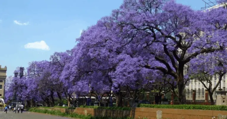 4 Alberi Ideali da Piantare Davanti Casa Senza Rovinare il Marciapiede