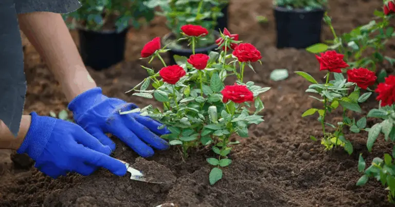 Fondi di Caffè per le Piante: Il Fertilizzante Naturale che Fa Fiorire Rose, Begonie e Viole Africane
