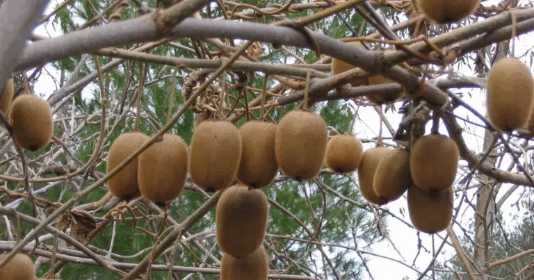 Come Coltivare il Kiwi: Tecniche, Potatura e Consigli per una Produzione Abbondante