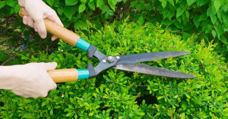 Potatura di Ringiovanimento: Tecniche, Tempi e Consigli per Alberi più Forti e Sani