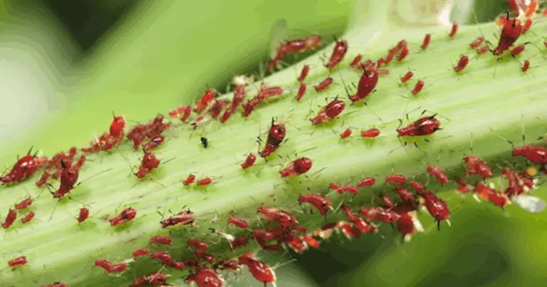 Piante che allontanano gli insetti: la difesa naturale per casa e giardino