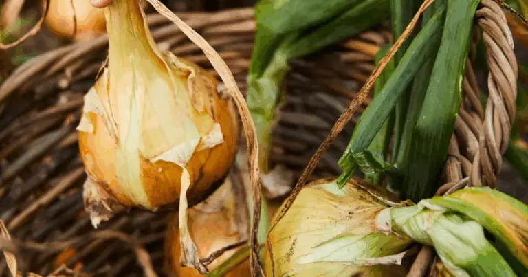 Ortaggi da Non Coltivare Vicini: Guida Completa per un Orto Sano ed Equilibrato