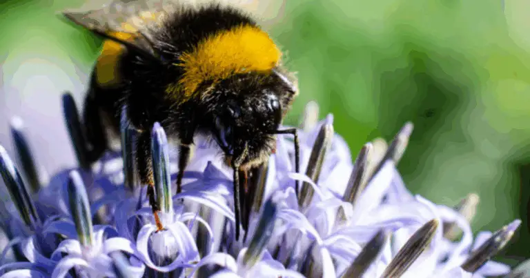 Api : un tesoro per l’ecosistema e l’agricoltura