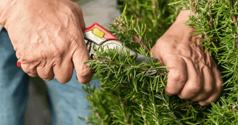 Potatura Drastica dei Cespugli: Quando e Come Farla per Ringiovanire le Piante