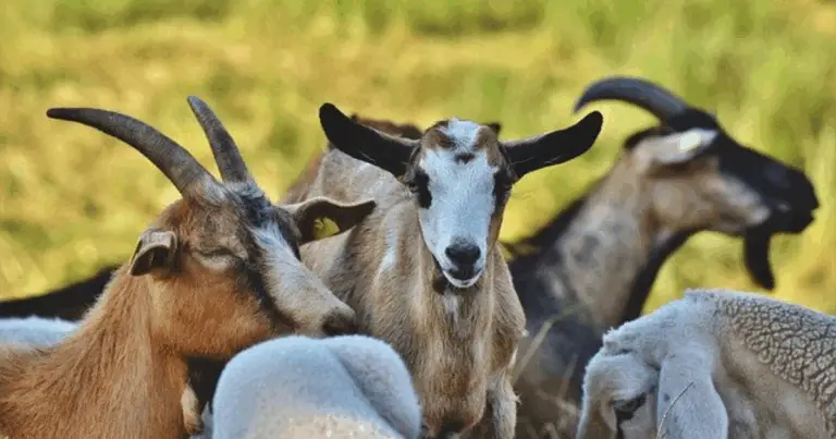 Razze di Capre da Latte: Le Migliori Varietà per una Produzione di Qualità