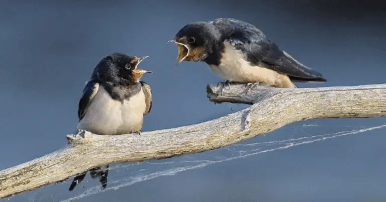 Uccelli che Mangiano Zanzare: I Migliori Alleati Naturali per il Tuo Giardino
