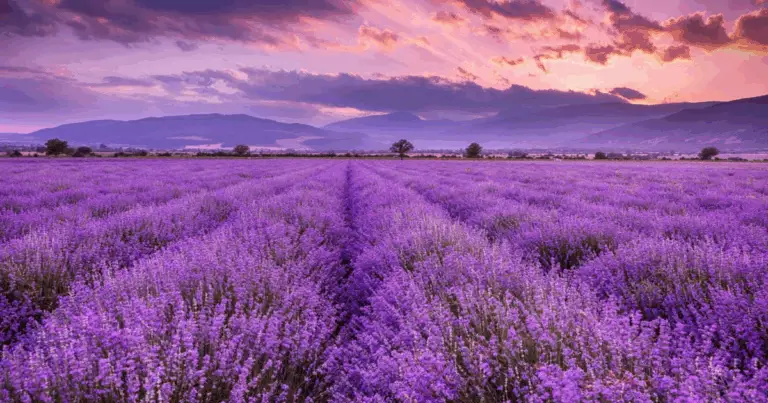 Fiori profumati per un giardino irresistibile tutto l’anno