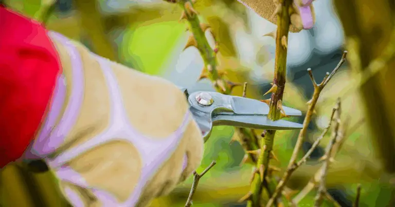 Potatura delle rose: la guida completa per una fioritura rigogliosa