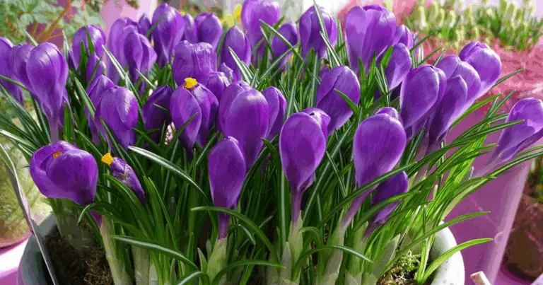 Vaso a Strati di Bulbi Primaverili: Guida Completa per una Fioritura Continua e Spettacolare