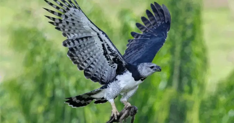 Aquile del mondo: una guida completa alle specie più affascinanti