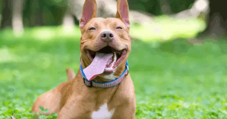 Linguaggio del Corpo del Cane: Come Interpretare Posture ed Espressioni per Capirlo Davvero