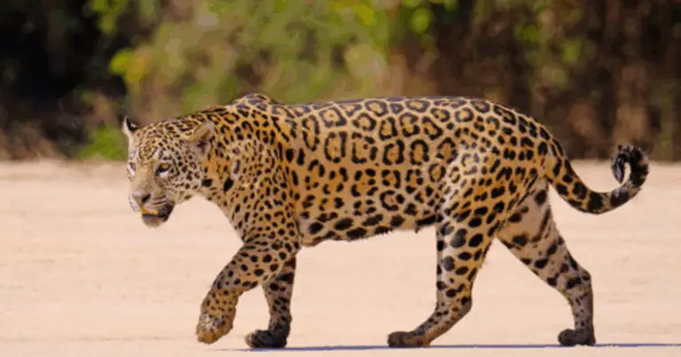 Ghepardo, Leopardo e Giaguaro: Come Riconoscere le Differenze tra i Grandi Felini