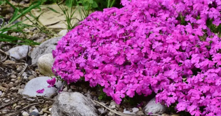 Tappeti fioriti per il giardino: idee e consigli per un effetto naturale e duraturo