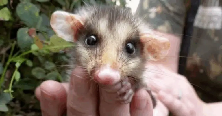 Opossum: i guardiani silenziosi dell’ecosistema naturale