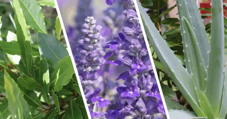 6 Piante Naturali che Promuovono la Salute in Modo Naturale