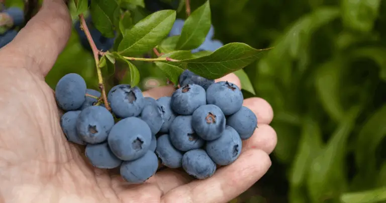 Come Coltivare i Mirtilli in Casa in Modo Semplice e Naturale