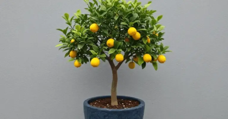 20 alberi da frutto da coltivare in vaso: un mini frutteto per piccoli spazi