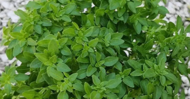 10 erbe aromatiche compatibili: come abbinarle per un orto sano e produttivo