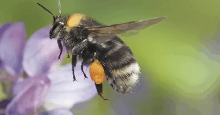 Guida completa agli insetti del giardino: api, bombi e vespe