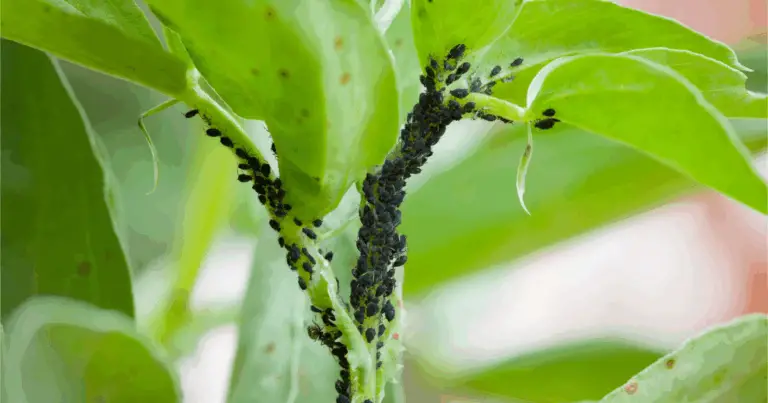 Piante che Allontanano Naturalmente i Parassiti: Soluzioni Ecologiche per un Giardino Sano