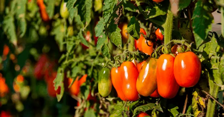Le Migliori Piante Compagne per i Pomodori: Guida Completa alla Coltivazione Sinergica