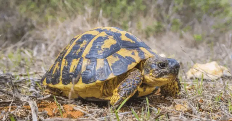 Come Distinguere una Tartaruga Maschio da una Femmina: Guida Completa e Pratica