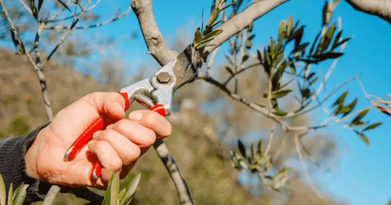 Potatura di Manutenzione degli Alberi da Frutto: Tecniche, Benefici e Tempistiche