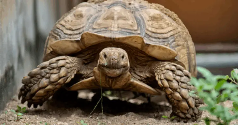 Alimentazione delle Tartarughe: Guida Completa per Ogni Specie