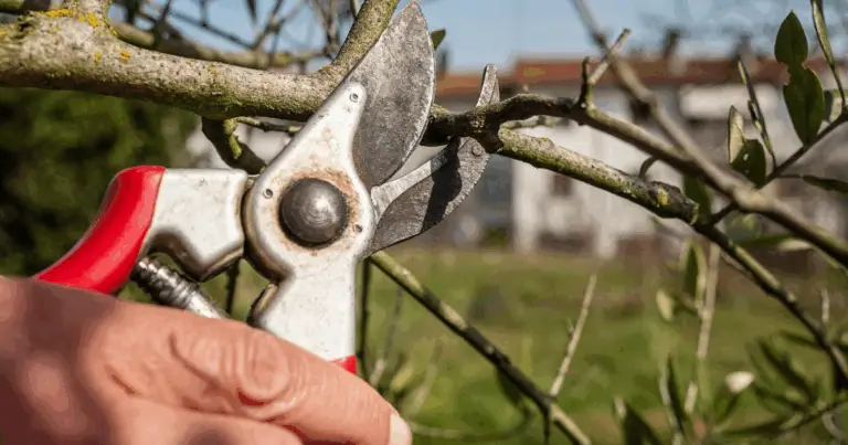 Guida completa alla potatura dell’orto: come ottenere raccolti più abbondanti e piante più sane
