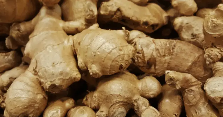 Come coltivare lo zenzero in casa tutto l’anno