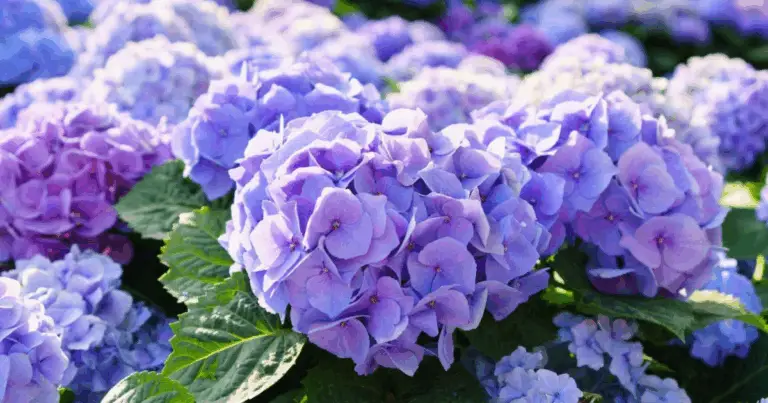 Come Propagare le Ortensie da Talea: Guida Completa per una Riproduzione di Successo
