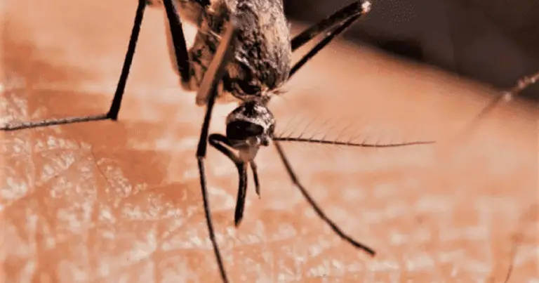 Come realizzare una trappola naturale contro le zanzare: guida pratica ed ecologica