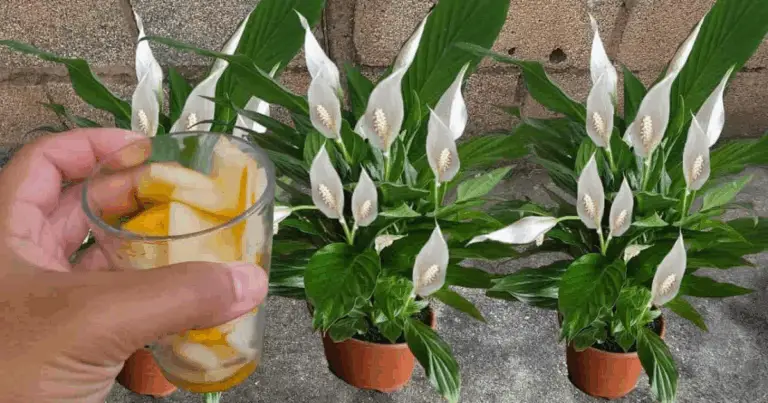 Cura del giglio della pace: rimedio naturale per una crescita rigogliosa