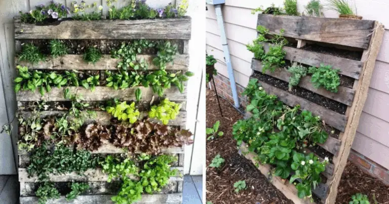 Come Creare un Orto con Pallet di Legno: Guida Completa e Sostenibile