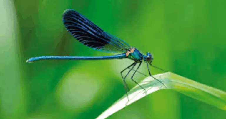 Le ninfe delle libellule: alleate naturali per il controllo degli insetti