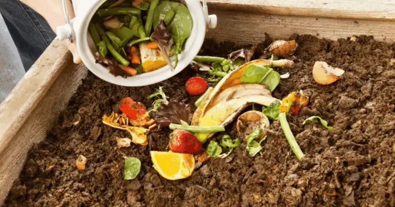 Dal rifiuto alla rinascita del suolo: come creare compost naturale in casa