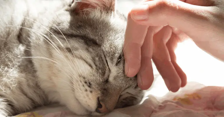 Capire il linguaggio del corpo dei gatti: cosa rivelano le loro posture