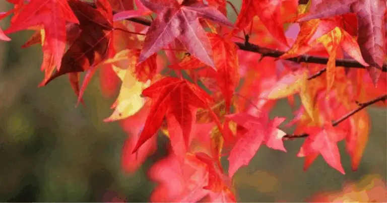 10 arbusti che colorano il giardino in autunno