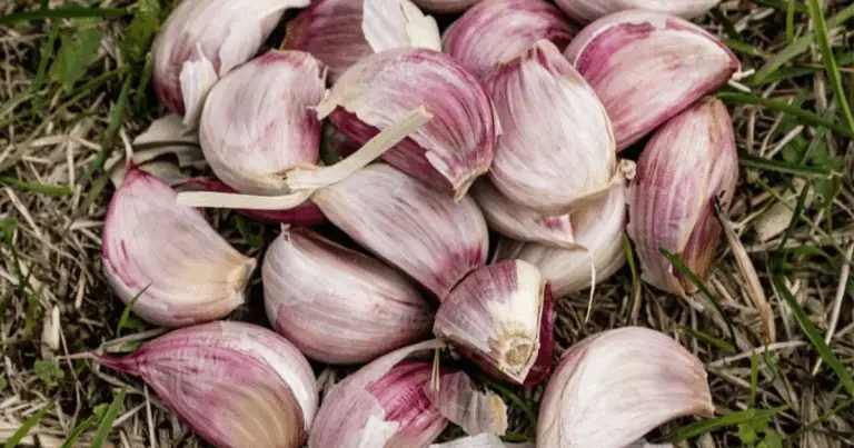 Guida completa alla coltivazione dell’aglio: dalla scelta delle varietà alla raccolta