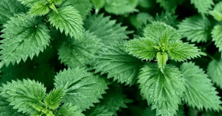 Tonico naturale per la crescita dei capelli: ricetta efficace e facile da preparare