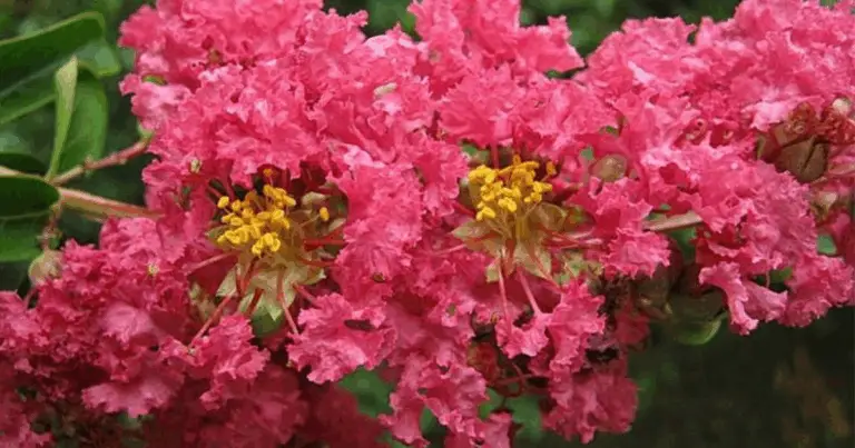 Come potare correttamente il Lagerstroemia (o albero della crepe) per fioriture spettacolari