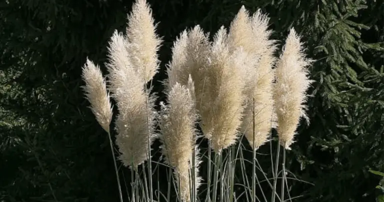 Come curare e mantenere in salute il Penniseto (Pampas grass)