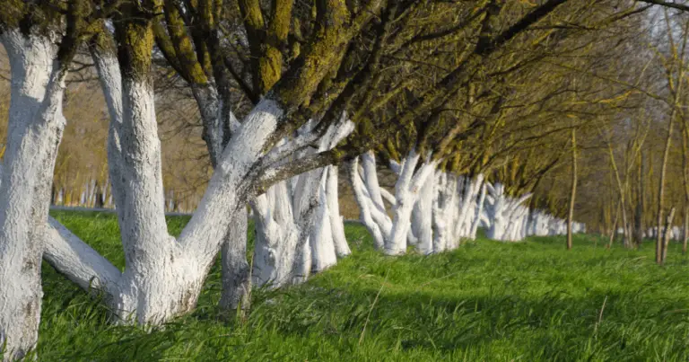 Pittura Bianca per la Protezione degli Alberi: Guida Completa